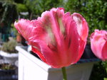 vignette Tulipe