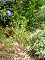 vignette Stipa brachytrica