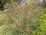 vignette Stipa gigantea