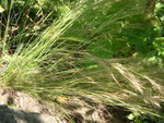 vignette Stipa tenuifolia