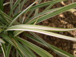vignette Carex ..., 7 mm de large