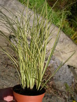 vignette Carex ..., feuillage trs fin