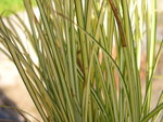 vignette Carex ..., feuillage trs fin