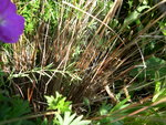 vignette Carex testacea bronze