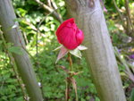 vignette Rosa Etoile de Hollande