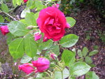 vignette Rosa Flammentanz = Rosa KORflata