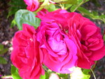 vignette Rosa Flammentanz = Rosa KORflata