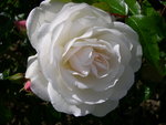 vignette Rosa KORbin = Rosa 'Iceberg' = Rosa 'Fe des Neiges'