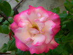 vignette rosa Haendel Grimpant = Rosa 'Macha'