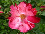 vignette Rosa Hanabi = Rosa Fourth of July = Rosa WEKroalt