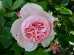 vignette Rosa Heritage = Rosa AUSblush