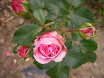 vignette Rosa Joachim du Belay = Rosa SAUcabou