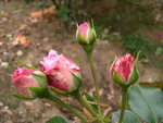 vignette Rosa Joachim du Belay = Rosa SAUcabou