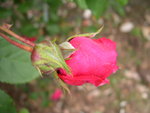 vignette Rosa Jolisquare = Rosa ADAcelu