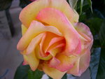 vignette Rosa Jules Verne = Rosa ADAcohuit