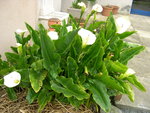 vignette Zantedeschia aethiopica, arum blanc