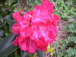 vignette Rhododendron 'Markeeta's Prize'