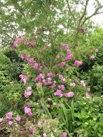 vignette Rosa Grevillei = Rosa Seven Sisters Rose