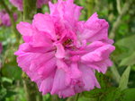 vignette Rosa Grevillei = Rosa Seven Sisters Rose