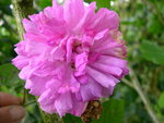 vignette Rosa Grevillei = Rosa Seven Sisters Rose