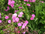 vignette Rosa Grevillei = Rosa Seven Sisters Rose