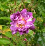 vignette Rosa Veilchenblau