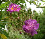 vignette Rosa Veilchenblau