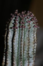 vignette Euphorbia inconstantia