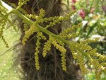 vignette Trachycarpus fortunei (inflorescense femelle)