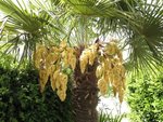 vignette Trachycarpus fortunei (inflorescense mle)