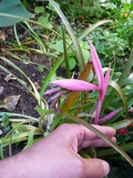 vignette Billbergia nutans