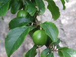 vignette Prunus cerasifera subsp. myrobalana  - Myrobolan