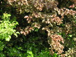 vignette Prunus cerasifera 'Purpurea' - Myrobolan