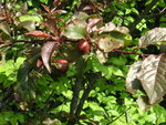 vignette Prunus cerasifera 'Purpurea' - Myrobolan