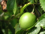 vignette Prunus cerasifera subsp. myrobalana - Myrobolan