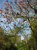 vignette paulownia