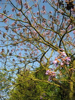 vignette paulownia