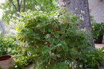 vignette plargonium tomentosum