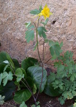 vignette aquilgia chrysantha