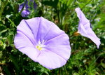 vignette convolvulus mauritanicus