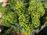 vignette euphorbia characias