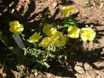 vignette helianthemum wisley primose