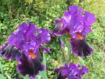 vignette iris local color