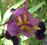 vignette Iris ...