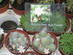 vignette aylostera albiflora