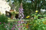 vignette delphinium requienii