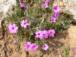 vignette phlox petra