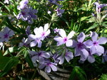 vignette phlox divaricata moody blue