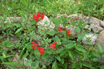 vignette salvia blepharophylla