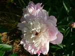 vignette pivoine cornelia schaylor